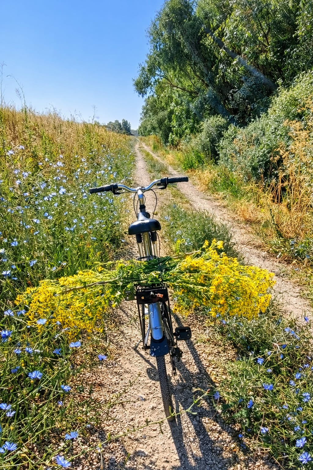 Aceite de hipérico (flor de San Juan) en cosmética natural